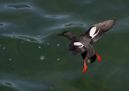 Pigeon Guillemot (Cepphus columba) photo