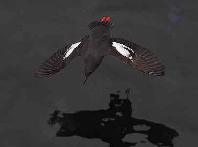 Pigeon Guillemot (Cepphus columba) photo