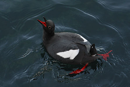 Pigeon Guillemot (Cepphus columba) photo
