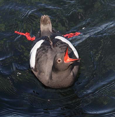 Pigeon Guillemot (Cepphus columba) photo