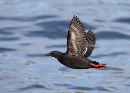 Pigeon Guillemot (Cepphus columba) photo