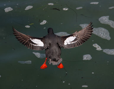 Pigeon Guillemot (Cepphus columba) photo