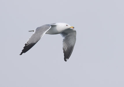Armenian Gull (Larus armenicus) photo