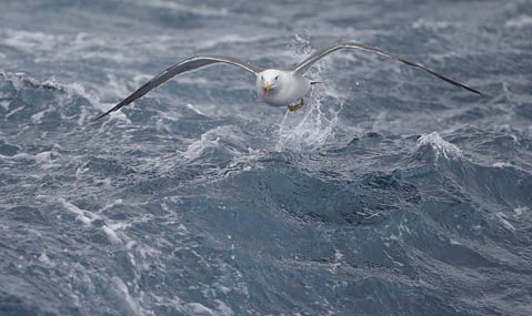 Black-tailed Gull (Larus crassirostris) photo