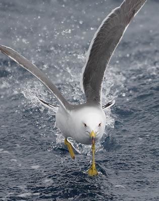 Black-tailed Gull (Larus crassirostris) photo
