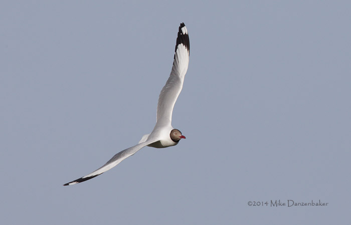 Brown-headed Gull (Chroicocephalus brunnicephalus) photo