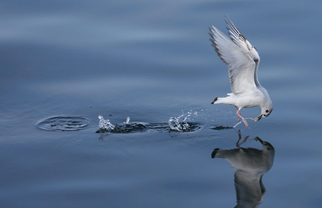 Bonaparte's Gull (Larus philadelphia) photo