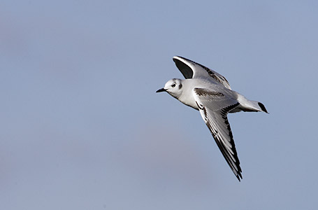 Bonaparte's Gull (Larus philadelphia) photo