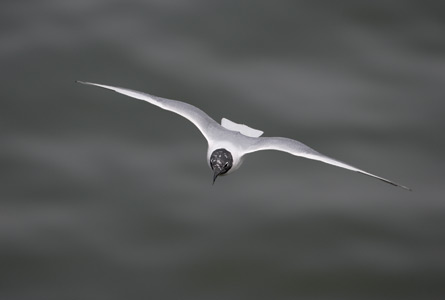 Bonaparte's Gull (Larus philadelphia) photo