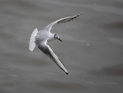 Bonaparte's Gull (Larus philadelphia) photo
