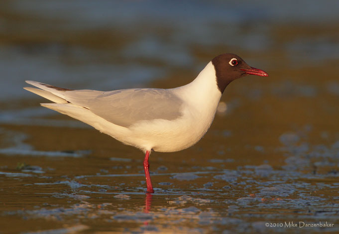 Brown-hooded Gull (Larus maculipennis) photo