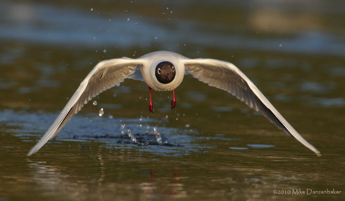 Brown-hooded Gull (Larus maculipennis) photo