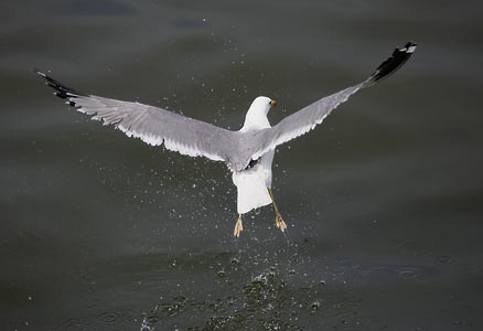 California Gull (Larus californicus) photo