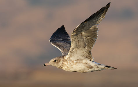 California Gull (Larus californicus) photo