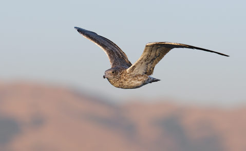 California Gull (Larus californicus) photo