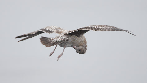 California Gull (Larus californicus) photo