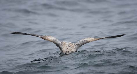California Gull (Larus californicus) photo
