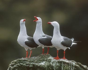 Dolphin Gull (Larus scoresbii) photo