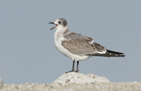 Franklin's Gull (Larus pipixcan) photo