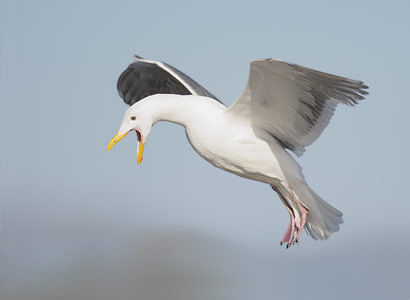 Glaucous-winged Gull (Larus glaucescens) photo