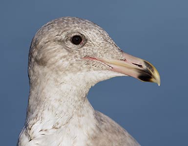 Glaucous-winged Gull (Larus glaucescens) photo