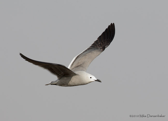 Gray Gull (Leucophaeus modestus) photo