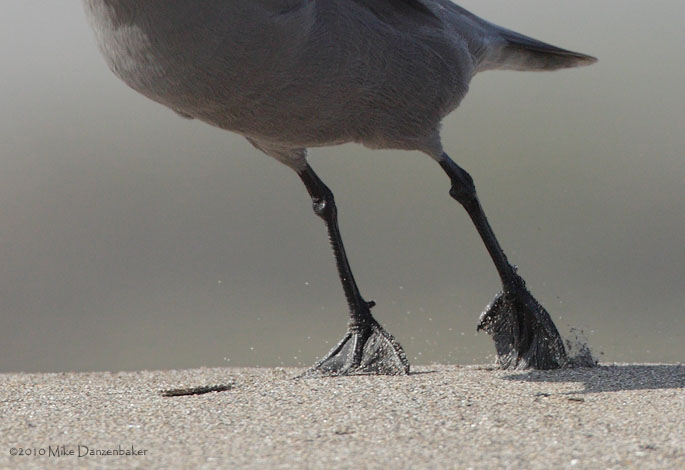 Gray Gull (Leucophaeus modestus) photo