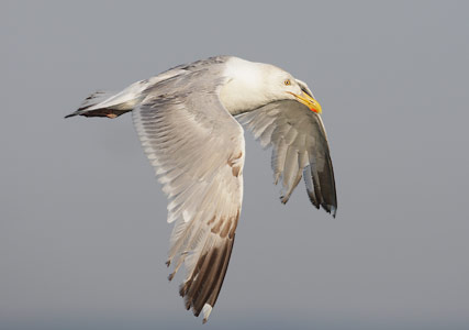 American Herring Gull (Larus argentatus) photo