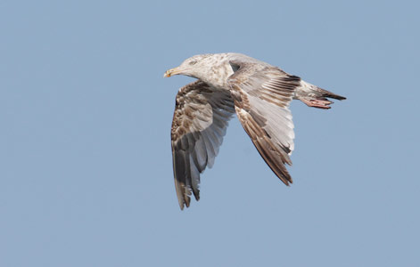 American Herring Gull (Larus argentatus) photo