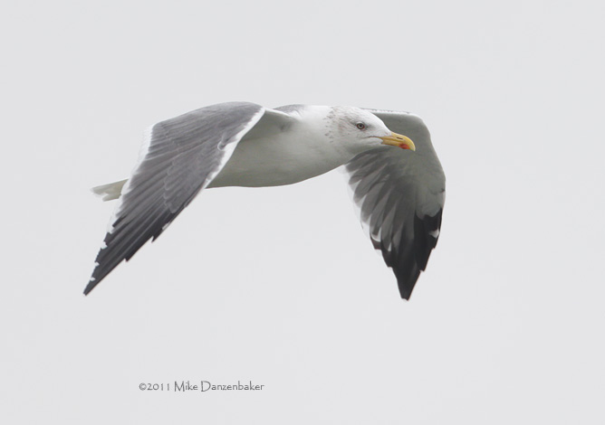 Heuglin's Gull (Larus [fuscus] heuglini) photo