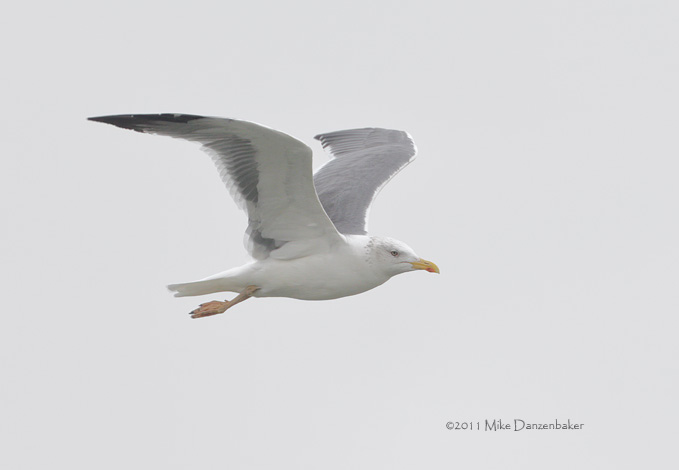 Heuglin's Gull (Larus [fuscus] heuglini) photo