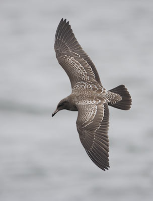 Heermann's Gull (Larus heermanni) photo