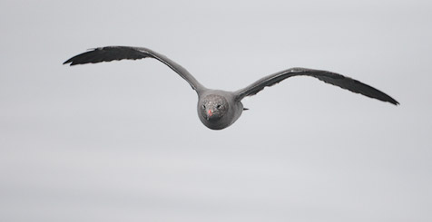 Heermann's Gull (Larus heermanni) photo