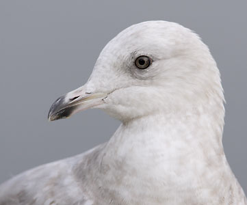 Iceland Gull (Larus glaucoides) photo