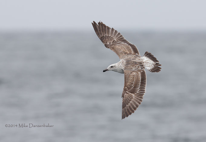 Kelp Gull (Larus dominicanus) photo