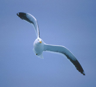 Kelp Gull (Larus dominicanus) photo