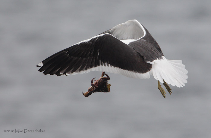 Kelp Gull (Larus dominicanus) photo