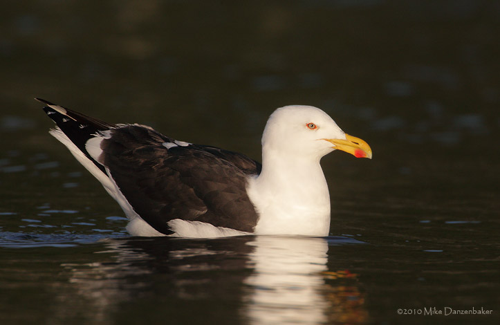 Kelp Gull (Larus dominicanus) photo