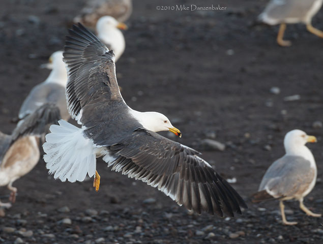 Lesser Black-backed Gull (Larus fuscus) photo