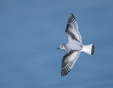Little Gull (Hydrocoloeus minutus) photo