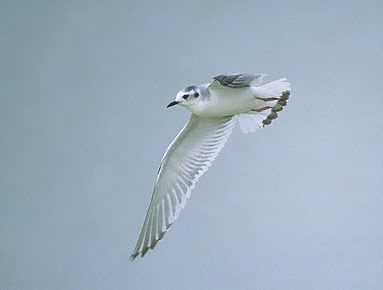 Little Gull (Hydrocoloeus minutus) photo