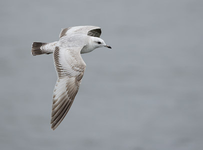 Mew Gull (Larus canus) photo