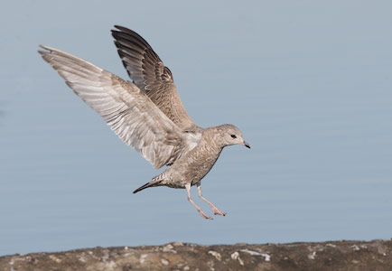 Mew Gull (Larus canus) photo