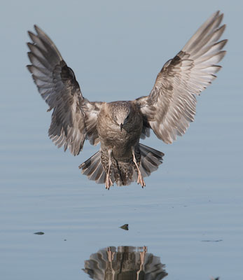 Mew Gull (Larus canus) photo