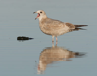 Mew Gull (Larus canus) photo