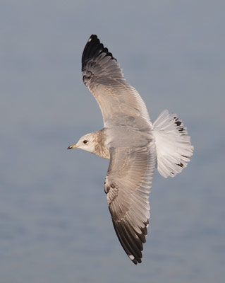 Mew Gull (Larus canus) photo