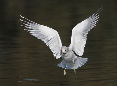 Mew Gull (Larus canus) photo