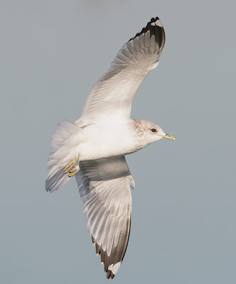 Mew Gull (Larus canus) photo