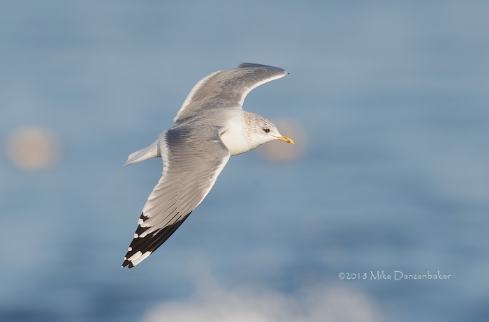 Kamchatka Gull (Larus canus kamtschatschensis) photo