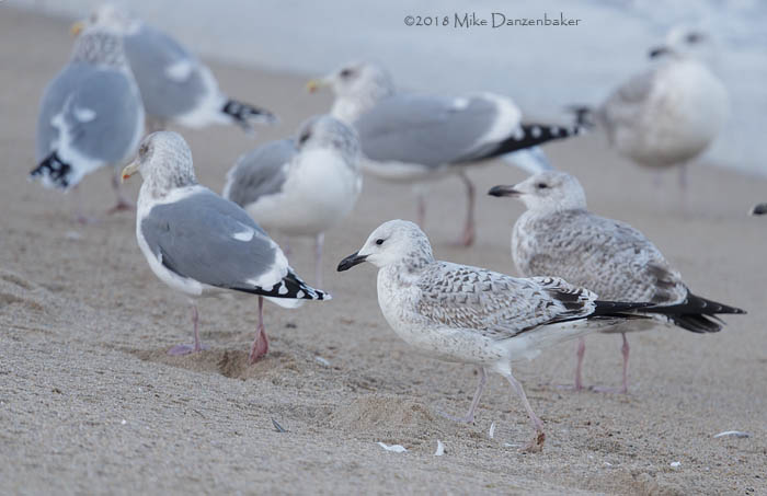 Mongolian Gull (Larus [vegae] mongolicus) photo